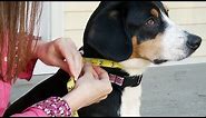 How to Measure Your Dog for Coats & Harnesses