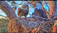 SuperBeaks Bald Eagles Nest ✿Introducing Muhlady & Pepe and their Heating Up Their Nest✿ 2022.10.24