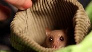 This Video Of A Blossom Bat Will Convince You That Bats Are The Cutest