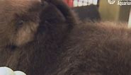 Fluffy Orphaned Sea Otter Pup Enjoys His Daily Grooming