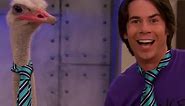 Spencer Gets A Pet Ostrich | Scene | iCarly