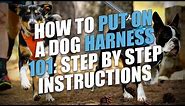 How to Put On a Dog Harness (Step-by-Step Instructions)