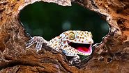 Gecko Teeth: Everything You Need To Know