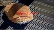 Top 10 Loaf Cats