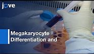 Megakaryocyte Differentiation and Platelet Formation | Protocol Preview