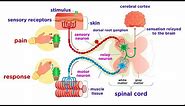 The Peripheral Nervous System: Nerves and Sensory Organs