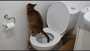Both cats pooping - The unedited version