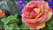 Peach swirl hybrid tea rose (from bare root I bought this spring)