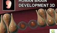 Human brain development in 3D: Brain Cortex