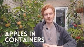 How to Grow Apples in Containers | A Detailed Guide