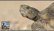 The desert tortoise is probably the coolest reptile around | Mojave Desert Land Trust
