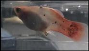 Platy Fish giving birth- UP CLOSE- 14 births caught on camera