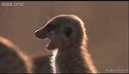 Meerkat has the cutest scream