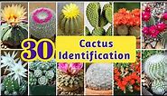 30 Types of Cactus | Cactus Identification|Common Cactus name with Pictures@arpagriartist