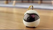 Ebo – The Smartest Robot Companion for Your Cat