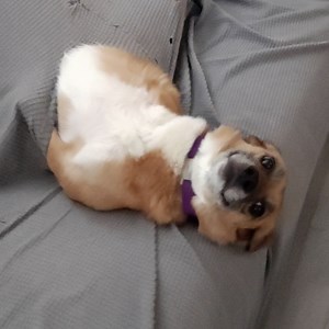 1M views · 9.8K reactions | Some pets just love to cause chaos 浪 | Furry Tails | Facebook