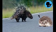 Porcupines, Hedgehogs? Echidna? Platypus? | What is their different | What are their natural enemies