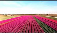 Amazing Tulip Fields