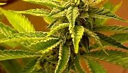 Growing Marijuana (5 weeks Flowering) OG Kush, Sour Diesel, Casey Jones, CFL Grow