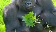 #gorilla #meeting #zoo #business #animals #friends #nature #travel #monkey #work #love #photography #event #wildlife #usa #fitness #newyork #bronxzoo #happy #art #losangeles