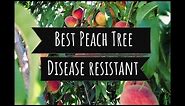 The best peach tree for your garden - Avalon Pride - Peach Leaf curl resistant