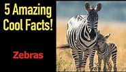 5 Fascinating Facts About Zebras