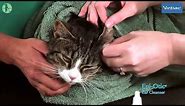 How to clean your cat's ears