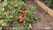 Hybrid Volunteer Tomatoes - Yes, You Can Save Hybrid Seeds