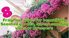 Fragrant vines for beautifully Scented garden l Sweet smelling vines or Creepers