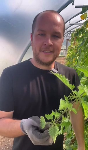 The Power of Stinging Nettles: Health and Environmental Benefits Explained