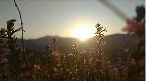 Beautiful Sunrise & The Flowers | NO COPYRIGHT VIDEO | NATURE