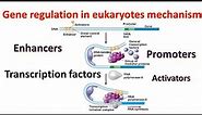 Gene regulation in Eukaryotes| Promoters | Transcription factors | Enhancers| Genetics for beginners