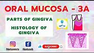 Oral Mucosa Part 3A | Gingiva | Gingiva part | Stippling | Gingival Sulcus | Col | Gingiva Histology