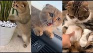 The CUTEST moments with SCOTTISH FOLD CATS (top 10 TikTok) #1