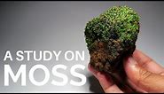 A brief study on some common terrestrial moss species (Collecting and Identifying land moss)