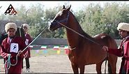 A Glimpse of the Best Horse Breed in the World #TurkmenHorseFestival