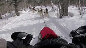 Watch Siberian Huskies in Sled Dog Racing!!