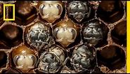 Amazing Time-Lapse: Bees Hatch Before Your Eyes | National Geographic