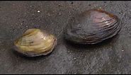 Mussel Reproduction Process | Iowa Land and Sky
