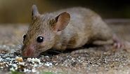 7 Common Types of Mice in Ohio (2023 Guide)
