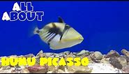All About The Humu Picasso Triggerfish