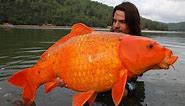 Most famous Giant Goldfish in the world - Raphaël Biagini