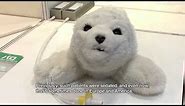 Cute Baby Seal Robot - PARO Theraputic Robot #DigInfo