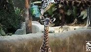 Tall tale: Baby giraffe debuts at Los Angeles Zoo