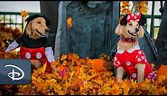 Dogs Offer Tail-Wagging Look at Newest Disney Halloween Fashions | #DisneyMagicMoments