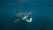 13 Basking Shark Facts - Fact Animal