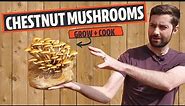 Chestnut Mushrooms Grow and Cook! (Pholiota adiposa)