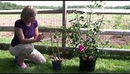 How to Grow and Care for Clematis - Step-By-Step Gardening