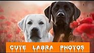 Cute Labrador Dog HD Wallpapers !! Labrador Photos !! 2018 !! Essence Wallpaper !!