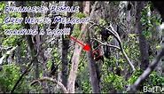 BatTV: Endangered Grey headed Megabat interaction and communication from a daytime roost.